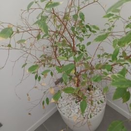 Identifizierung einer Pflanze (Ficus) mit fallenden Blättern ARM DE Community