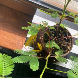 INFORMATIONEN | Mimosa pudica Pflegetipps ARM DE Community