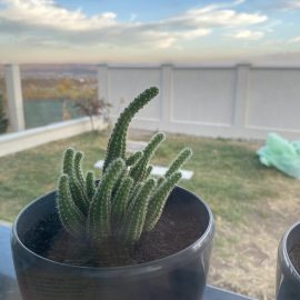 Kaktus – er hat verlängerte Spitzen ARM DE Community