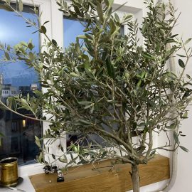 Kleine Insekten in der Olivenbaum-Erde ARM DE Community