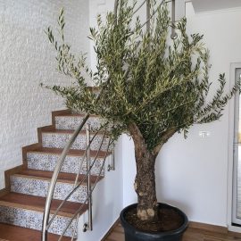 Kürzlich erworbener Olivenbaum – Düngeempfehlung ARM DE Community