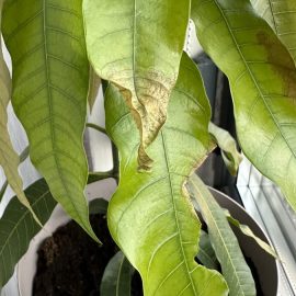 Mango mit rostigen Flecken auf den Blättern ARM DE Community