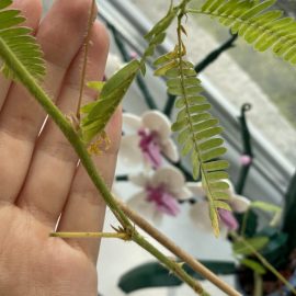 Mimose, braune Flecken auf den Blättern nach der Bekämpfung von Thirpse ARM DE Community