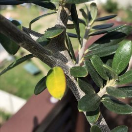 Olivenbaum mit gelben Blättern ARM DE Community