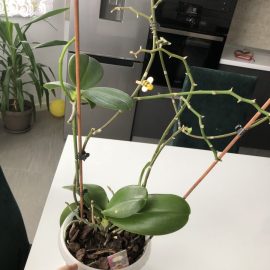 Orchidee – Flecken auf den Blättern ARM DE Community