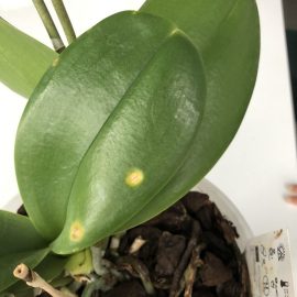 Orchidee – Flecken auf den Blättern ARM DE Community