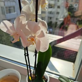 Orchidee, Regenwurm in der Auffangschale ARM DE Community