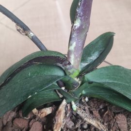 Orchideen, Flecken auf den Blättern und Stängeln ARM DE Community
