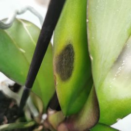 Orchideen mit Blattflecken und kleinen weißen Punkten ARM DE Community