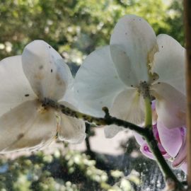 Orchideen mit Schimmel auf den Blüten (Wollläuse) ARM DE Community
