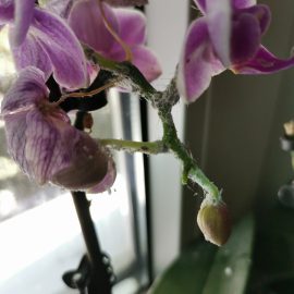 Orchideen mit Schimmel auf den Blüten (Wollläuse) ARM DE Community