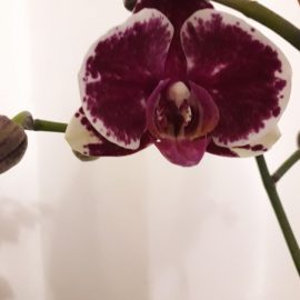 Orchideen – Pflegetipps ARM DE Community