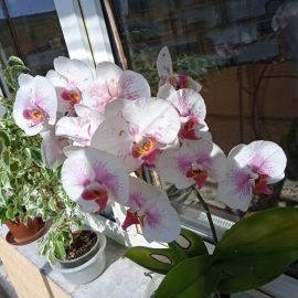 Orchideen – Pflegetipps ARM DE Community