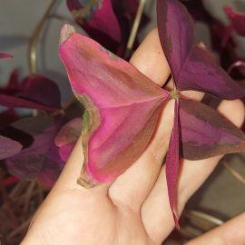 Oxalis triangularis – die Pflanze hat eine Blattkrankheit ARM DE Community