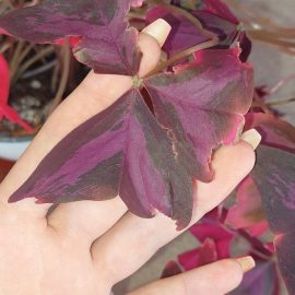 Oxalis triangularis – die Pflanze hat eine Blattkrankheit ARM DE Community