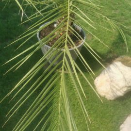 Palme, Phoenix canariensis – die Blätter scheinen nicht von einer gesunden Pflanze zu sein ARM DE Community