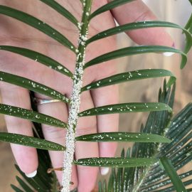 Palmen, wie kann ich diese weißen Flecken auf meinen Cycas behandeln? ARM DE Community