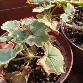 Pelargonium, Blätter trocken wie ein Tuch ARM DE Community
