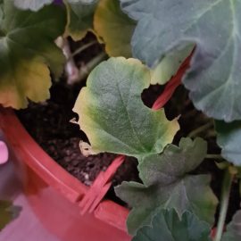 Pelargonium – gelbe Blätter und möglicher Schädlingsbefall ARM DE Community