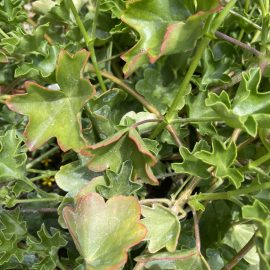 Pelargonium – getrocknete Blätter am Rande ARM DE Community
