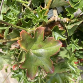 Pelargonium – getrocknete Blätter am Rande ARM DE Community