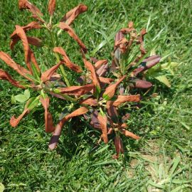 Rhododendron + Azalee – Die Pflanzen haben ihr Wachstum eingestellt und haben gelbe/trockene Blätter ARM DE Community