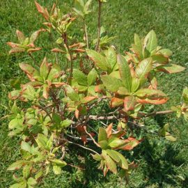 Rhododendron + Azalee – Die Pflanzen haben ihr Wachstum eingestellt und haben gelbe/trockene Blätter ARM DE Community