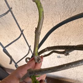 Stephanotis floribunda, fallende Blätter, fehlende Blüte ARM DE Community