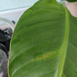 Strelitzia nicolai – braune Flecken auf den Blättern ARM DE Community