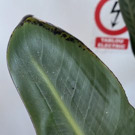 Strelitzia – schwarze Flecken auf Blättern ARM DE Community