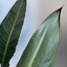 Strelitzia – schwarze Flecken auf Blättern ARM DE Community