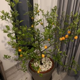 Warum fallen die Blätter und Früchte meines Mandarinenbaums ab? ARM DE Community