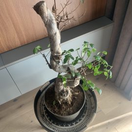 Warum verliert mein Bonsai seine Blätter? ARM DE Community