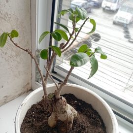 Warum verschlechtern sich meine Ficus-Ginseng-Blätter nach dem Umtopfen? ARM DE Community
