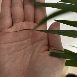 Warum werden die Blätter meiner Arekapalme braun? ARM DE Community