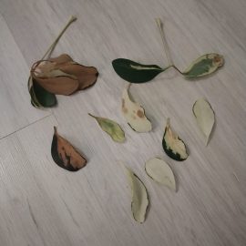 Warum werden die Blätter meiner Schefflera braun? ARM DE Community