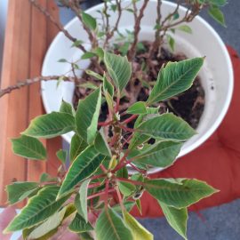 Weihnachtsstern, Euphorbia pulcherrima, fallende Blätter ARM DE Community