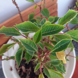Weihnachtsstern, Euphorbia pulcherrima, fallende Blätter ARM DE Community