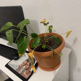 Wie behandle ich gelbe Blätter an Zimmerpflanzen? ARM DE Community