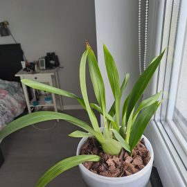 Wie kann ich meine Orchidee zum Blühen bringen? ARM DE Community