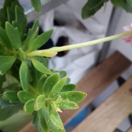 Zimmerpflanzen – was sind die kleinen weißen Punkte auf den Blättern? ARM DE Community