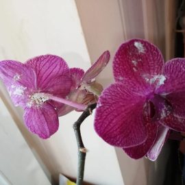 Behandlung von Orchideen – Wollläusen ARM DE Community
