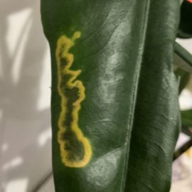 Alocasia zebrina – gelbe Flecken auf den Blättern ARM DE Community