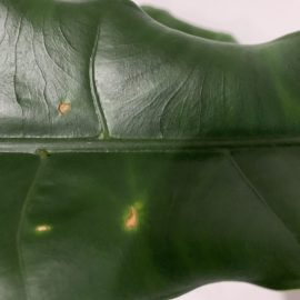 Alocasia zebrina – gelbe Flecken auf den Blättern ARM DE Community