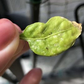 Paprikaschote, Blätter von kleinen Schädlingen befallen ARM DE Community