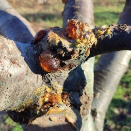 Kirschbaum, Schleimstoff auf den Zweigen, der immer wieder auftaucht ARM DE Community