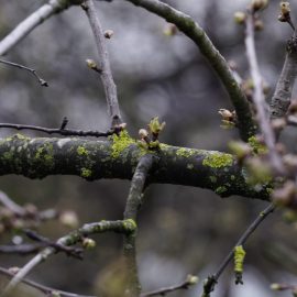 Kirschbaum und Sauerkirsche mit Flechten auf den Zweigen ARM DE Community