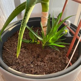 Aloe, die Blätter an ihrer Basis trocknen aus ARM DE Community