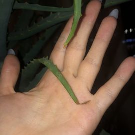 Aloe vera, vergilbende Spitzen nach Erhalt als Geschenk ARM DE Community
