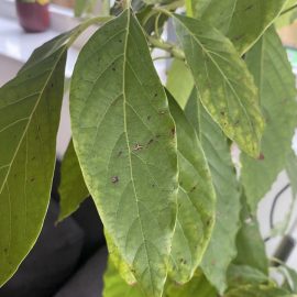 Avocado, Blätter mit braunen Flecken, Welkeerscheinungen und trockenen Spitzen ARM DE Community